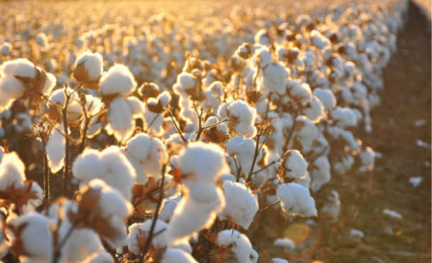 Algodão: custos com micronutrientes e macronutrientes elevam safra