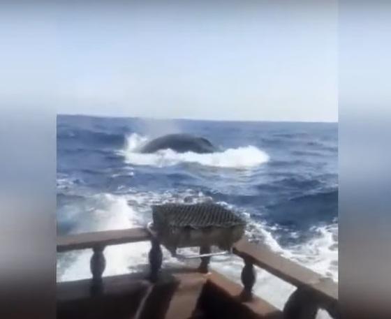 Baleia segue pescadores no mar e homem grita: "Oh, Jesus, acelera"