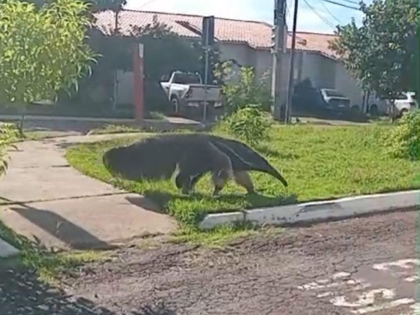 Batalhão Ambiental resgata tamanduá-bandeira encontrado em condomínio