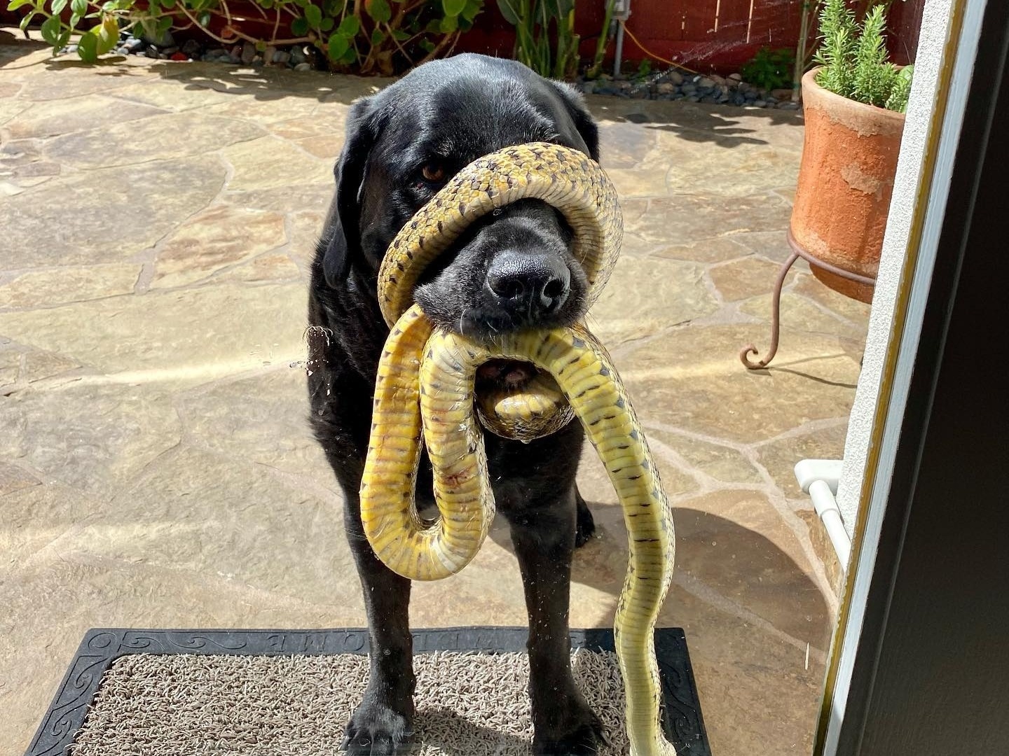 Cão aparece com cobra enrolada em seu focinho e é salvo após 30 min; veja