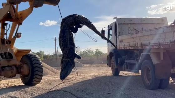 Carregadeira retira de lago jacaré de 4 metros