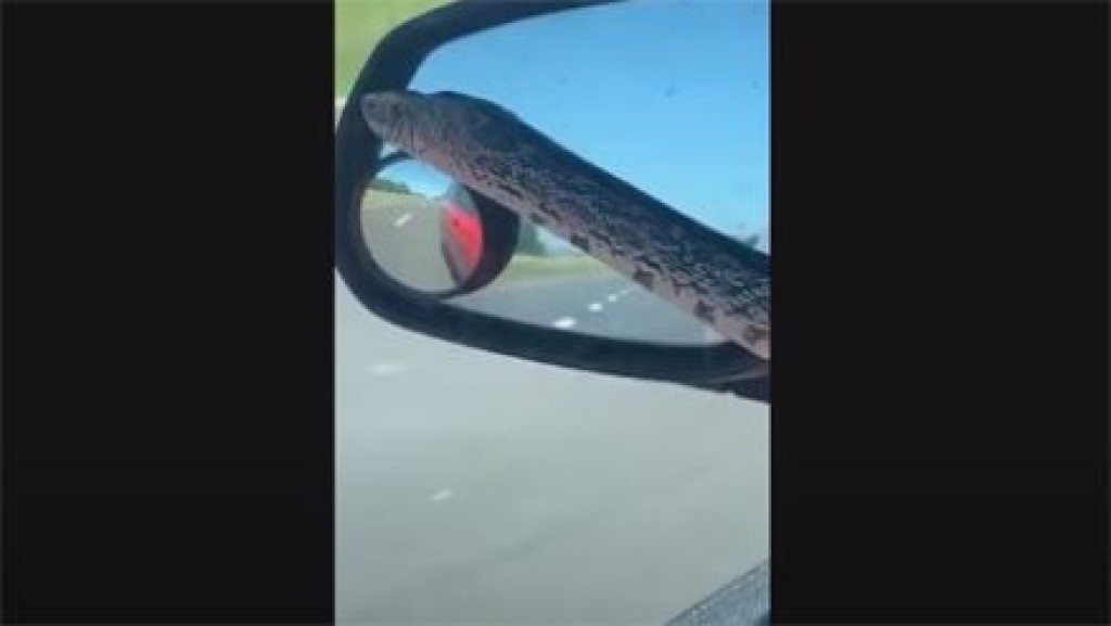Cobra ‘pega carona’ no para-brisa de carro nos EUA e surpreende motorista