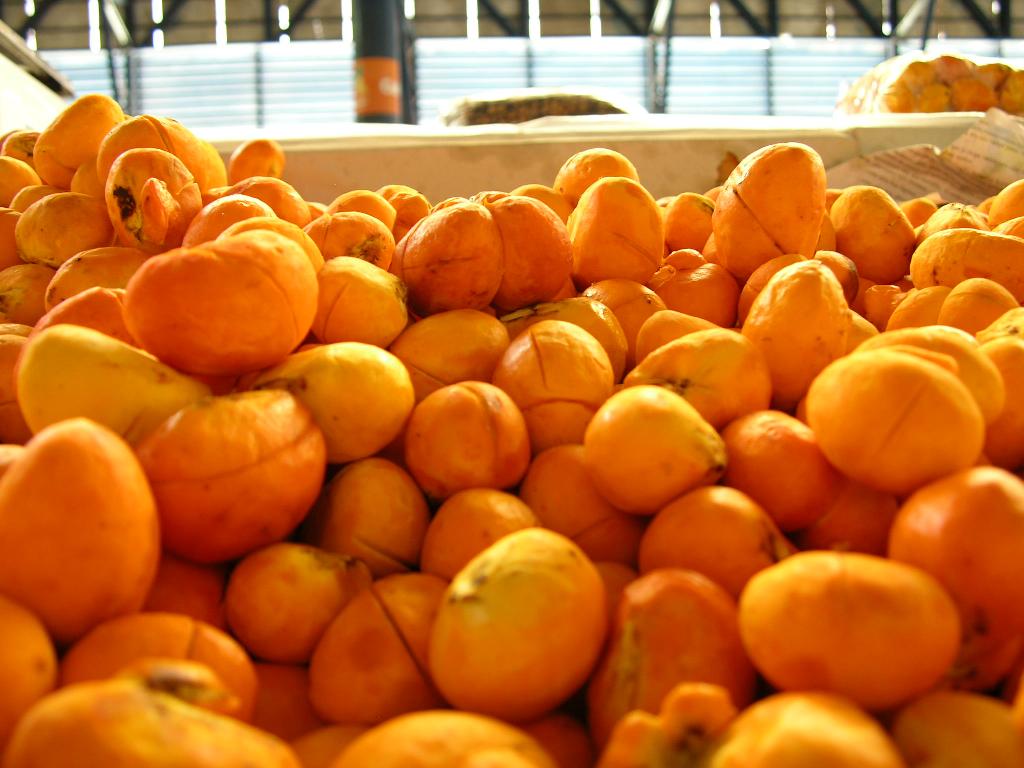 Colheita do piqui  em MT gera  renda de R$ 600 mil para produtores rurais