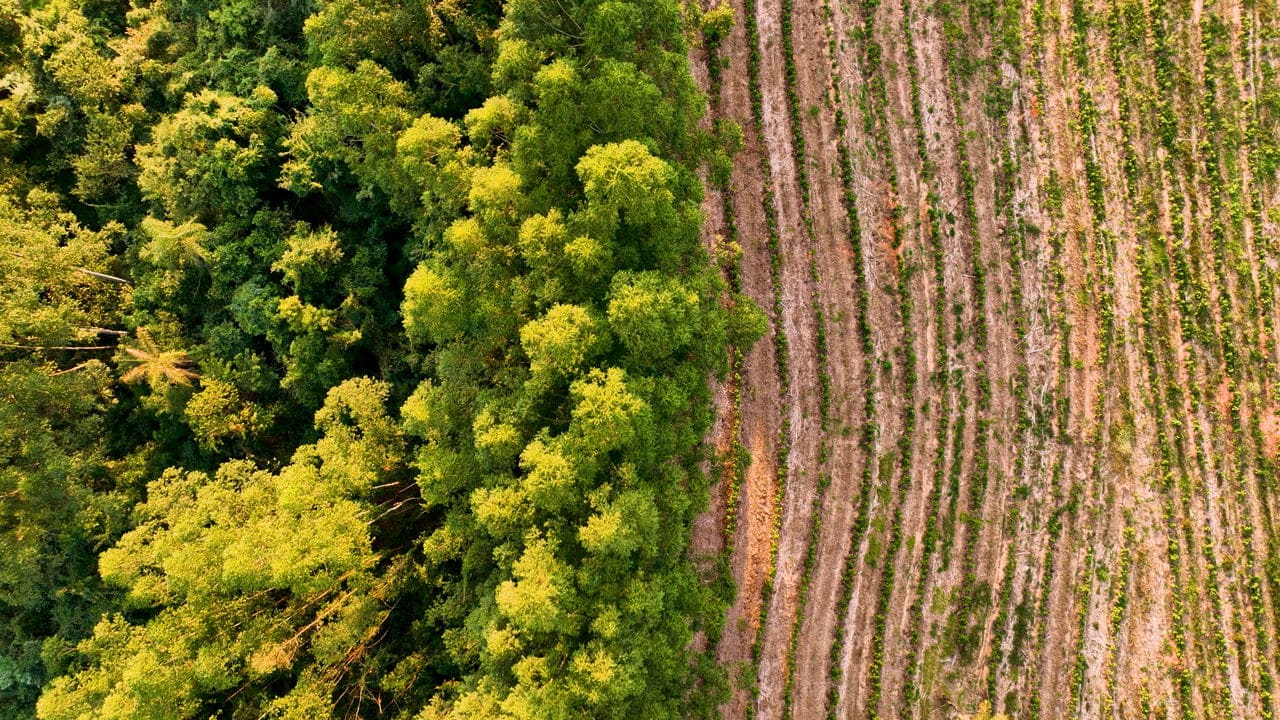 Confira o ranking de cidades mais ricas do agro no Brasil