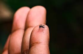 Cuiabá Enfrenta Surto de Dengue e Chikungunya; Secretária de Saúde Será Ouvida na Câmara