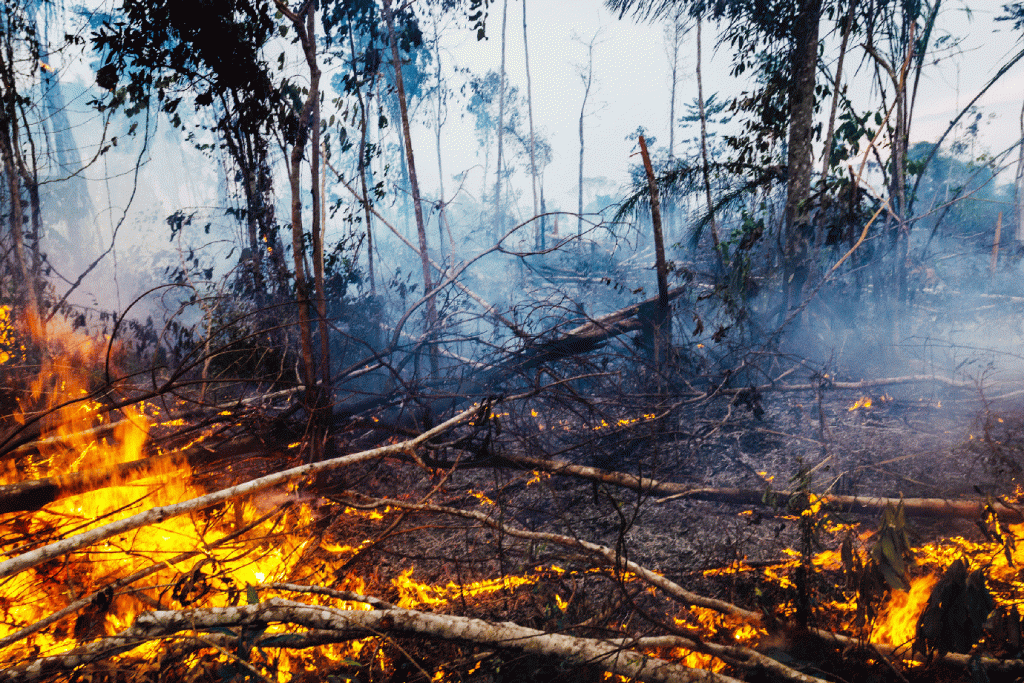 Em julho. incêndios na Amazônia foram 8% maiores do que o ano passado