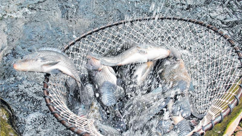 Estudo aponta que tilápia se adaptou ao mar e está se espalhando pela costa do Brasil