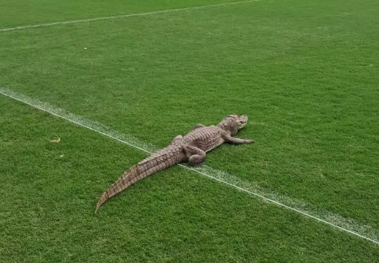 Jacaré aparece em gramado do CT do Vasco e viraliza nas redes sociais