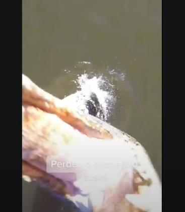 Jacaré 'salta' de rio e abocanha drone de R$ 7 mil no Tocantins