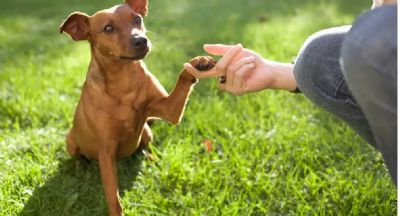 Mauro sanciona duas leis que visam bem-estar animal e preveem multas que ultrapassam R$ 890 mil