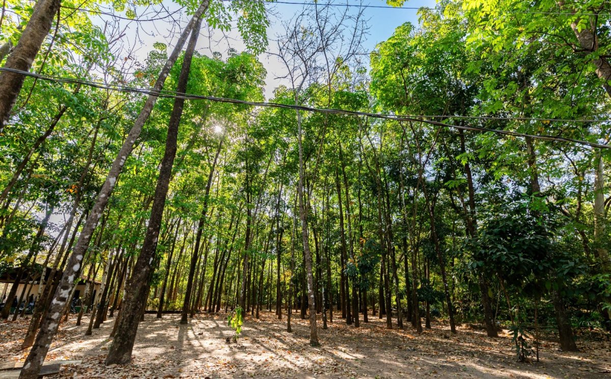 Cuiabá inicia programa de arborização urbana com 200 mudas plantadas na Avenida Beira Rio