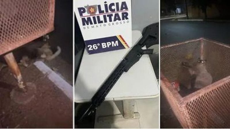 Homem é detido por disparar arma de airsoft contra gatos em Nova Mutum; confira o vídeo