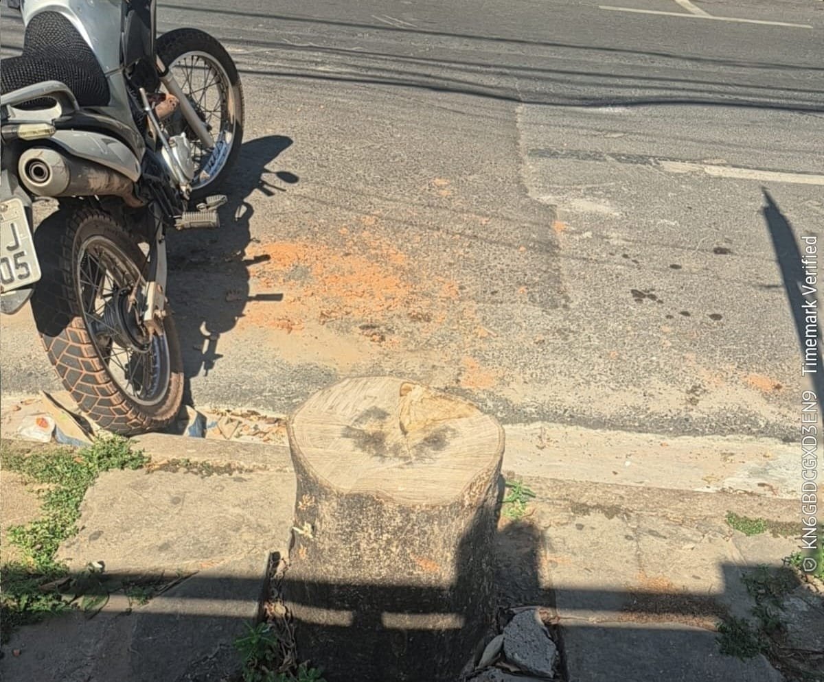 Prefeitura de Cuiabá aplica multa por supressão irregular de árvores em bairro residencial