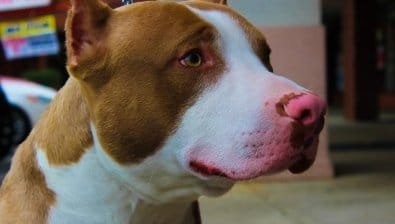 Proprietário de Pitbull é condenado a indenizar tutora por ataque que mutilou orelha de cão em Rondonópolis