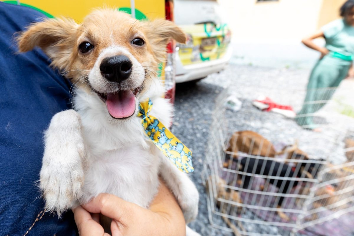 Adoção de Animais em Cuiabá: Prefeitura Amplia Oportunidades para Cães e Gatos Encontrarem Lar
