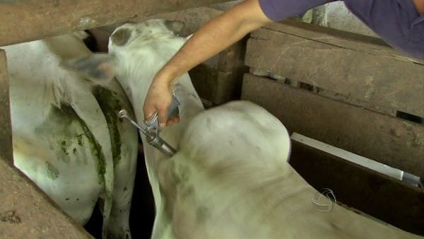 Indea confirma foco de raiva em animais e determina vacinação em 187 propriedades rurais de Mato Grosso