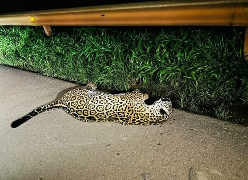 Onça-pintada morre atropelada na BR-163