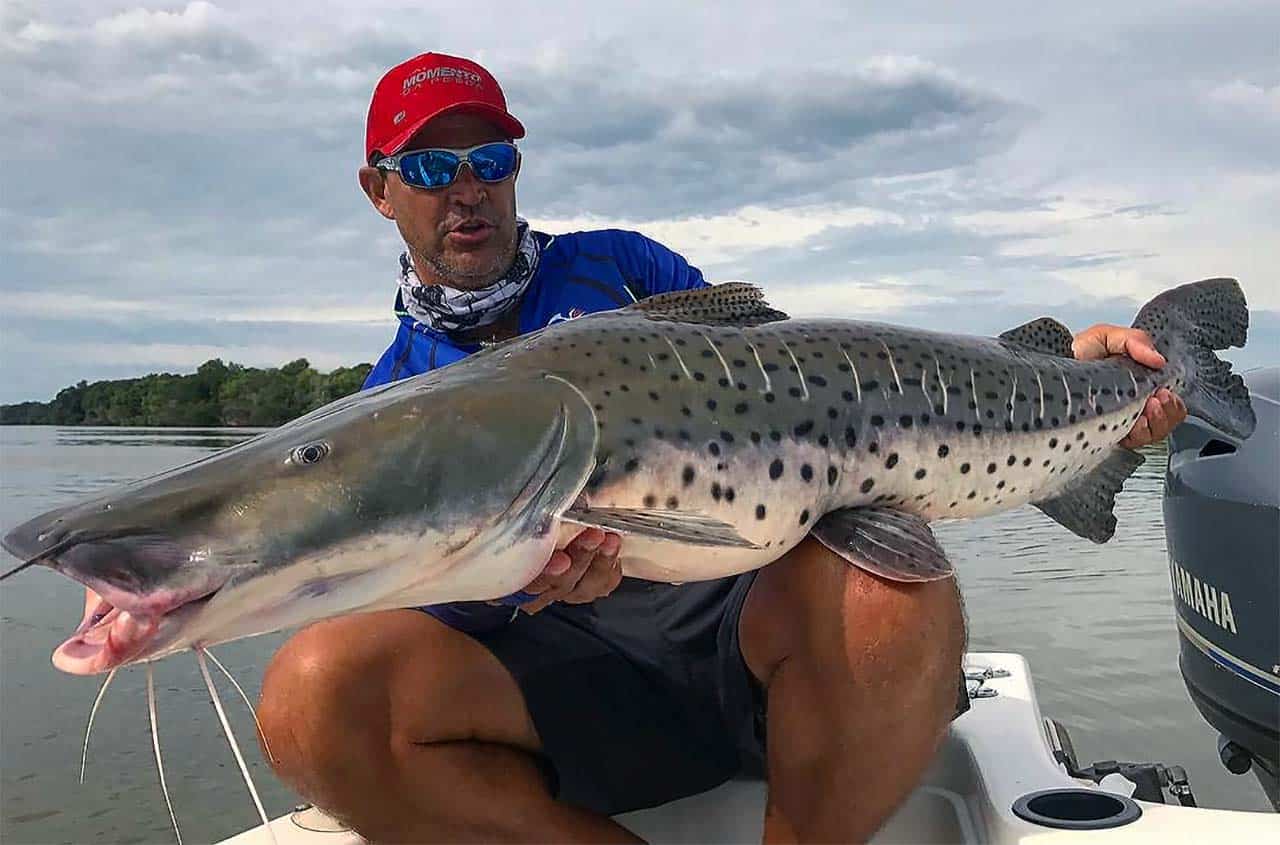 Pesca do pintado está liberada em Mato Grosso a partir do dia 3 de fevereiro