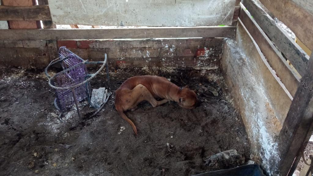 Polícia apura maus-tratos a animais e resgata cães em Cuiabá e Várzea Grande