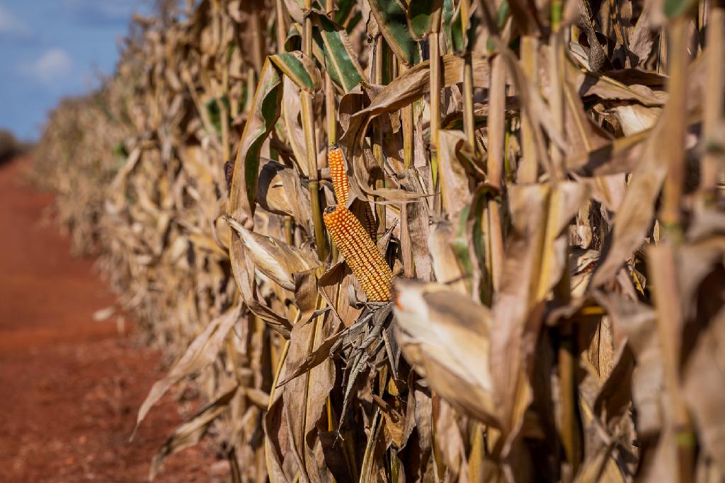 Políticas fiscais e capacidade de produção geram crescimento da indústria de biocombustível em MT