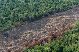 Preservação da Amazônia é prioridade do governo eleito na COP27
