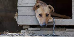 Projeto de lei de vereador prevê  multa de até R$ 10 mil, para quem manter animais presos em correntes