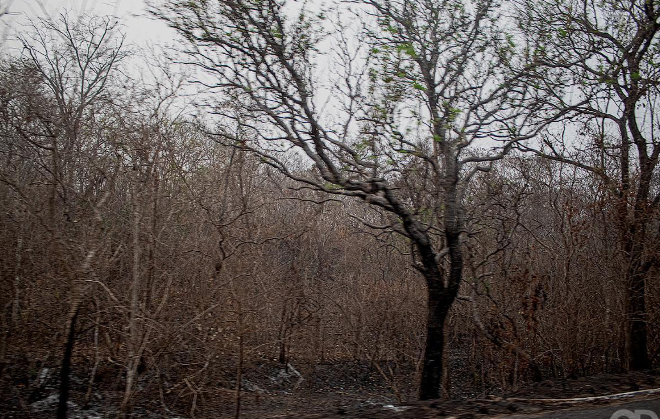 Seca em Mato Grosso é a pior em 44 anos; 36 municípios já decretaram emergência