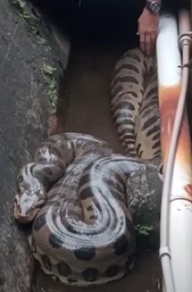 Sucuri com cinco metros de comprimento é encontrada em usina